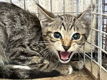 Domestic Short Hair Cats Available for Adoption in Ocala, Florida - EUGENIE | PetCurious