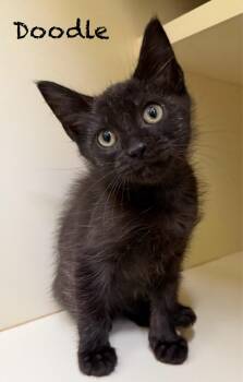 Domestic Short Hair Cats Available for Adoption in Pawleys Island, South Carolina - Doodle | PetCurious