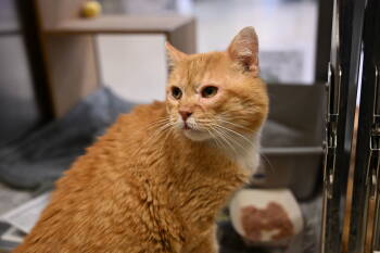 Rescue Domestic Short Hair Cats for Adoption in Herndon, Virginia - Ryder | PetCurious