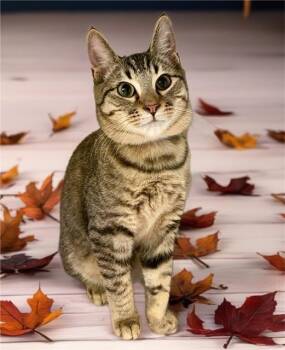 Rescue Domestic Short Hair Cats for Adoption in Sarasota, Florida - CATRICK SWAYZE | PetCurious