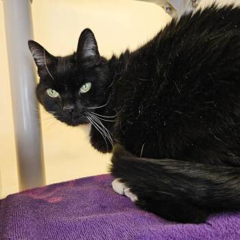 Domestic Short Hair Cats Available for Adoption - Knightly | PetCurious