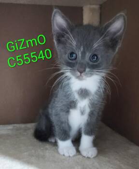 Gizmo -  Domestic Short Hair Cat for Adoption in Clarksville, Tennessee - Gizmo | PetCurious