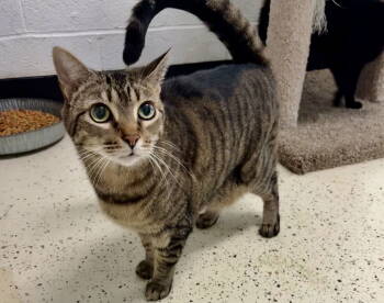 Rescue Tabby Cats for Adoption in Crossville, Tennessee - ROSE | PetCurious