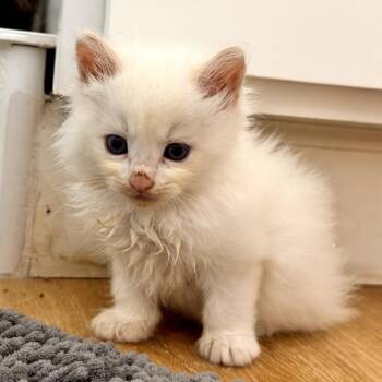Domestic Long Hair Cats Available for Adoption in Long Beach, California - Carlsen | PetCurious