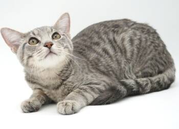 Hank is a polka dotted dork doofy lovebug - OLD ENOUGH TO GO SOL -  Silver and Bengal Cat for Adoption in Bedford Hills, New York - Hank Is A Polka Dotted Dork Doofy Lovebug - OLD ENOUGH TO GO SOL | PetCurious