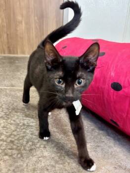 Rescue Domestic Short Hair Cats for Adoption in Brunswick, Georgia - HONDA | PetCurious