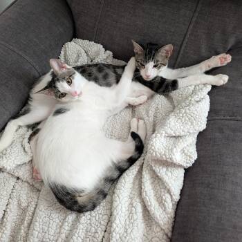 Tucker and Baby Mia -  Turkish Van and Tabby Cat for Adoption in Liverpool, Texas - Tucker And Baby Mia | PetCurious
