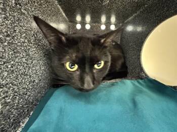 RIDOC -  Domestic Short Hair Cat for Adoption in Colorado Springs, Colorado - RIDOC | PetCurious