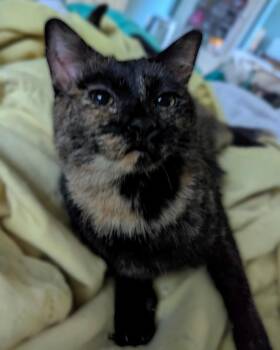 Rescue Domestic Short Hair Cats for Adoption in New Baltimore, Michigan - Flip Flop | PetCurious