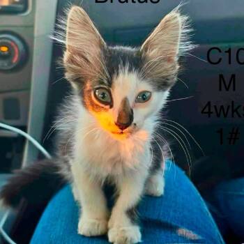 Brutus -  Domestic Short Hair Cat for Adoption in Buffalo, Minnesota - Brutus | PetCurious