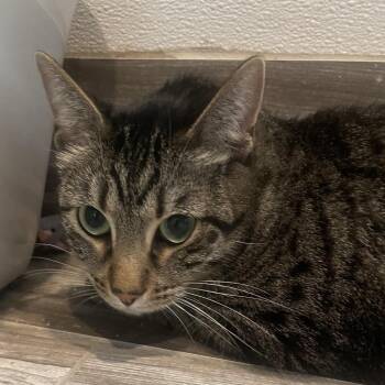 Spicy -  Domestic Short Hair Cat for Adoption in West Des Moines, Iowa - Spicy | PetCurious