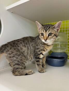Santol -  Domestic Short Hair Cat for Adoption in Fort Lupton, Colorado - Santol | PetCurious
