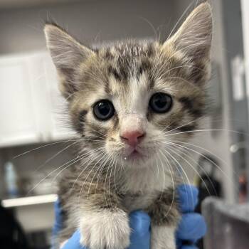 Domestic Short Hair Cats Available for Adoption in Greenville, South Carolina - Smokey | PetCurious