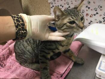 MINY -  Domestic Short Hair Cat for Adoption in Riverside, California - MINY | PetCurious
