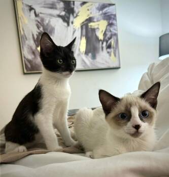 Sandy Summer Bonded With Sunny Summer -  Domestic Short Hair and Tuxedo Cat for Adoption in Chandler, Arizona - Sandy Summer Bonded With Sunny Summer | PetCurious