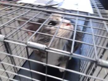 Domestic Short Hair Cats Available for Adoption in Tulsa, Oklahoma - CUTIE | PetCurious