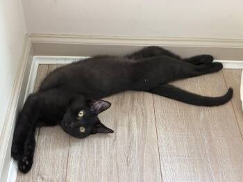 Mouse -  Domestic Short Hair Cat for Adoption in Burnaby, British Columbia - Mouse | PetCurious
