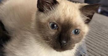 Cashmere -  Siamese and Domestic Short Hair Cat for Adoption in Tampa, Florida - Cashmere | PetCurious