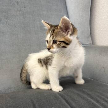 Blueberry Faubus -  Domestic Short Hair Cat for Adoption in Eagle Mountain, Utah - Blueberry Faubus | PetCurious