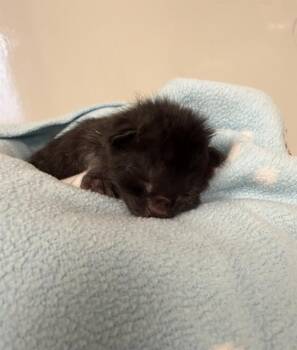 Domestic Short Hair Cats Available for Adoption in Ontario, California - JANKY - NEEDS A FOSTER | PetCurious