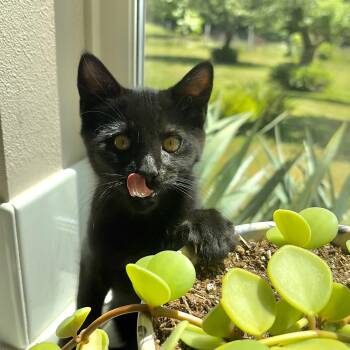 Nimbus - Weather Channel Kittens -  Domestic Short Hair and Manx Cat for Adoption in Portland, Oregon - Nimbus - Weather Channel Kittens | PetCurious
