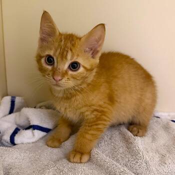 Stego -  Domestic Short Hair Cat for Adoption in Cooperstown, New York - Stego | PetCurious