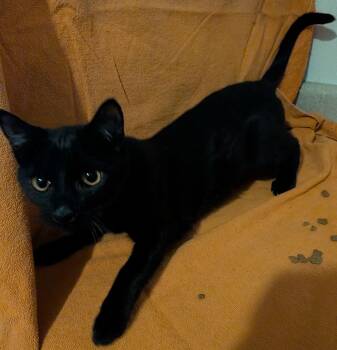 Domestic Short Hair Cats Available for Adoption - Merlin | PetCurious