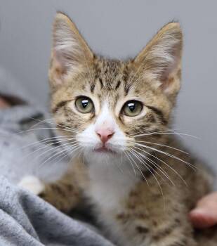 Calin (AO37857) -  Domestic Medium Hair Cat for Adoption in Kansas City, Kansas - Calin (AO37857) | PetCurious