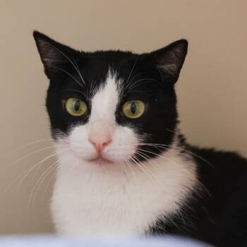 Rescue Domestic Short Hair Cats for Adoption in Los Angeles, California - Trey | PetCurious