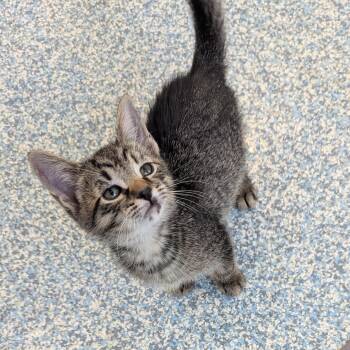 Bronze -  Domestic Short Hair Cat for Adoption in Stafford, Virginia - Bronze | PetCurious