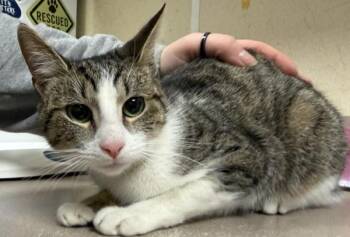 Domestic Short Hair Cats Available for Adoption - Babiana | PetCurious