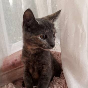 LILIAN -  Domestic Short Hair Cat for Adoption in East Greenwich, Rhode Island - LILIAN | PetCurious