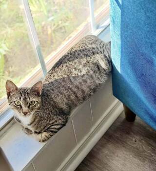 Rescue Domestic Short Hair Cats for Adoption in Bossier City, Louisiana - Muffin | PetCurious