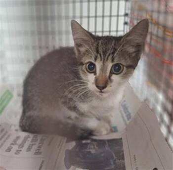 SETH -  Domestic Short Hair Cat for Adoption in Fort Lauderdale, Florida - SETH | PetCurious