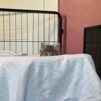 Domestic Long Hair Cats Available for Adoption in Granville, Ohio - Amethyst | PetCurious