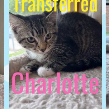 Charlotte -  Domestic Short Hair Cat for Adoption in Kansas City, Missouri - Charlotte | PetCurious