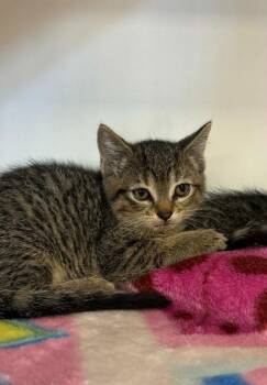 Domestic Short Hair Cats Available for Adoption in Grand Forks, North Dakota - Torta | PetCurious