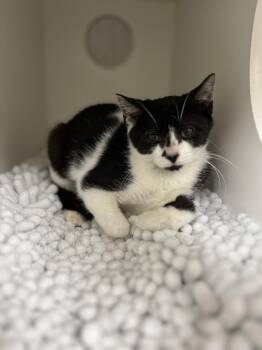 Hattie -  Domestic Short Hair Cat for Adoption in Hilton Head Island, South Carolina - Hattie | PetCurious