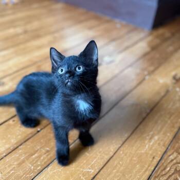 Rescue Domestic Short Hair Cats for Adoption in Gibsonia, Pennsylvania - Fanny | PetCurious
