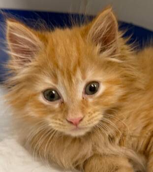 Malcolm -  Domestic Long Hair Cat for Adoption in Bloomfield, Connecticut - Malcolm | PetCurious