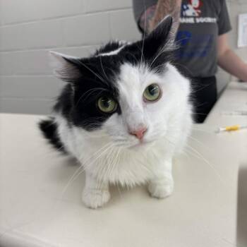 Domestic Long Hair Cats Available for Adoption in Beaumont, Texas - Tux | PetCurious