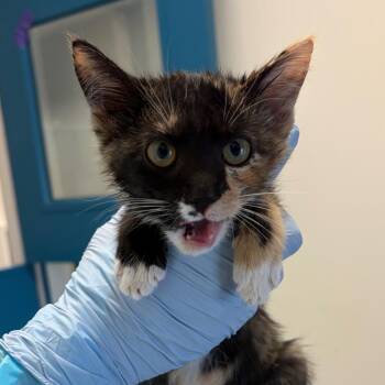 Puma -  Domestic Short Hair Cat for Adoption in Nashville, Tennessee - Puma | PetCurious