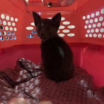 Buttons -  Russian Blue Cat for Adoption in San Antonio, Texas - Buttons | PetCurious