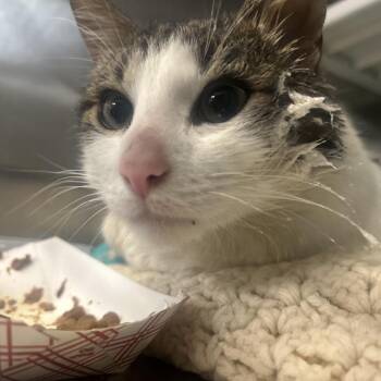 Domestic Short Hair Cats Available for Adoption in Philadelphia, Pennsylvania - Luna Moona | PetCurious