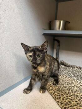 FLUTTERBY -  Domestic Short Hair Cat for Adoption in Aliquippa, Pennsylvania - FLUTTERBY | PetCurious