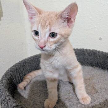American Shorthair Cats Available for Adoption in Boerne, Texas - Lemon Squeezy | PetCurious