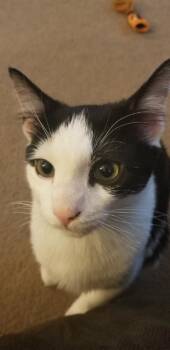 Rescue Domestic Short Hair Cats for Adoption in New Kensington, Pennsylvania - Ivar | PetCurious