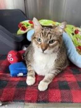 Thor -  Domestic Short Hair Cat for Adoption in Manitowoc, Wisconsin - Thor | PetCurious
