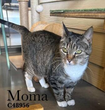 Domestic Medium Hair Cats Available for Adoption in Clarksville, Tennessee - Moma | PetCurious