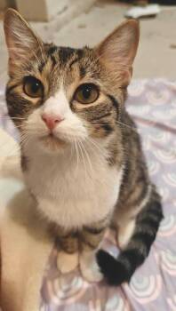 Domestic Short Hair Cats Available for Adoption - Charlie 7638 | PetCurious